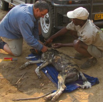 Greg Rasmussen tagging painted dog_SusanYoung