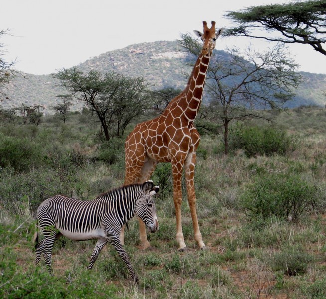 grevy zebra and giraffe