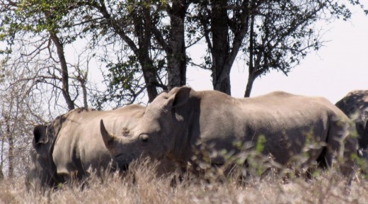 Kruger white rhinos_web