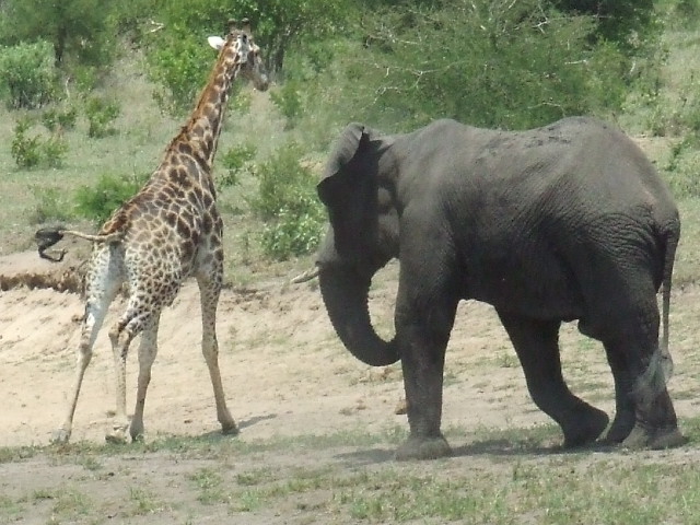 Musth bull elephant charges bull giraffe_Jacques S Gerber-Wikimedia