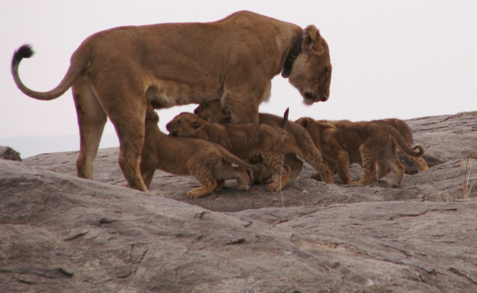Serengeti female collared lion + cubs_small