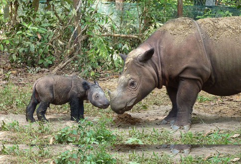 Sumatran_rhino_4_days_old_IntlRhinoFdn_Wikimedia