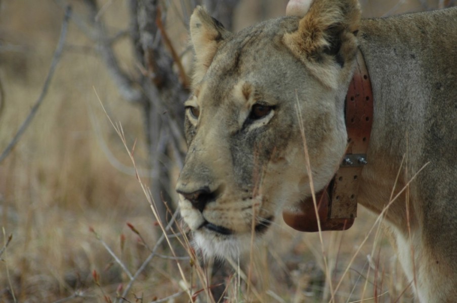 Lioness wearing a tracking collar. Photo credit: David Macdonald