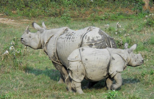 rhino & baby_Chitwan_web