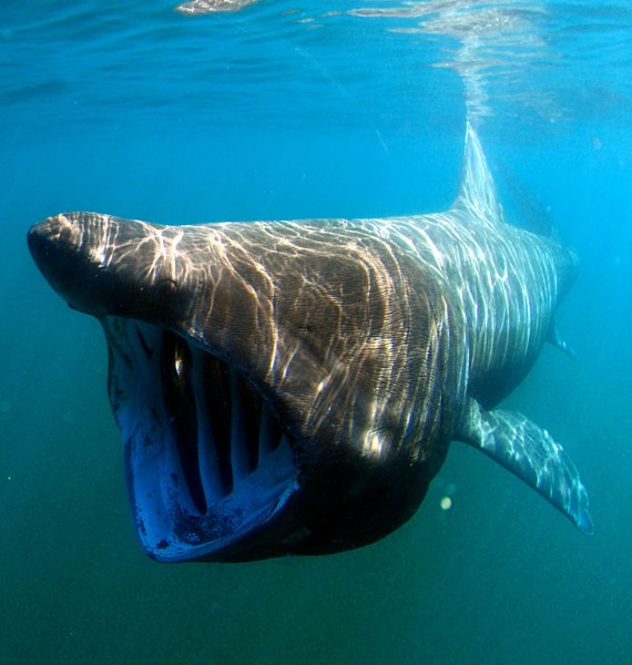 Basking shark feeding. Photo credit: Greg Skomal / NOAA Fisheries Service