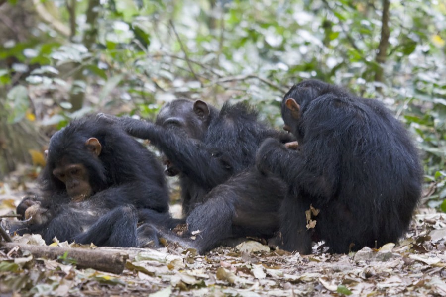 Just like us, chimps love to hang out and share quality time. Photo credit: Ikiwaner, under Creative Commons license