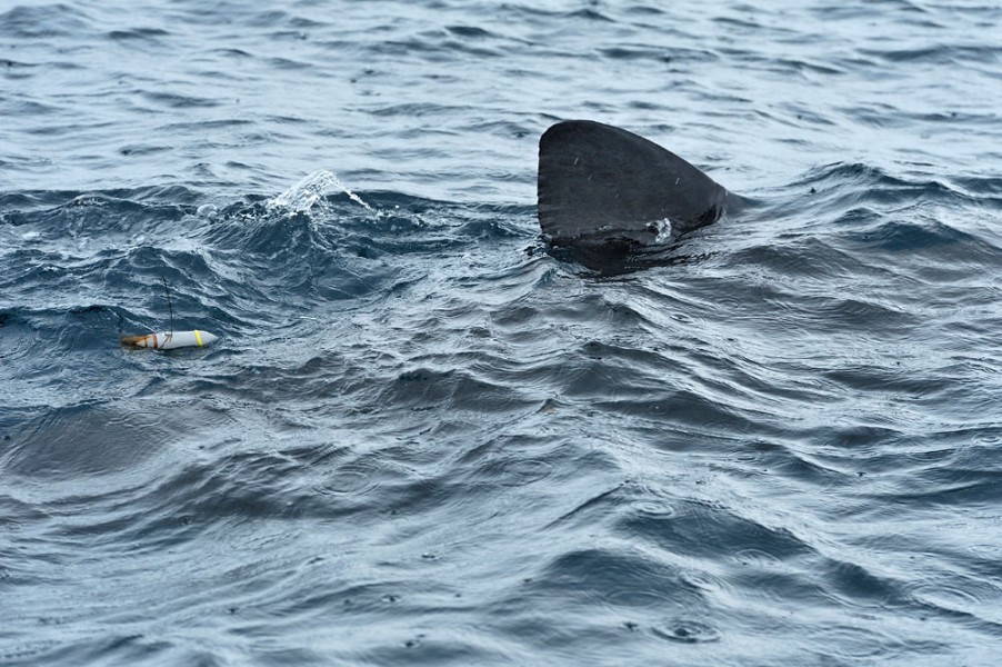 basking shark fitted with transmitter SPOT tag L.Campbell & SNH