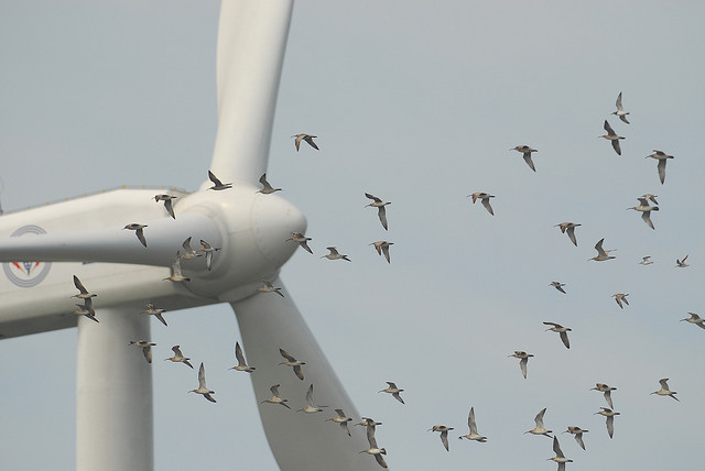birds flying past turbine