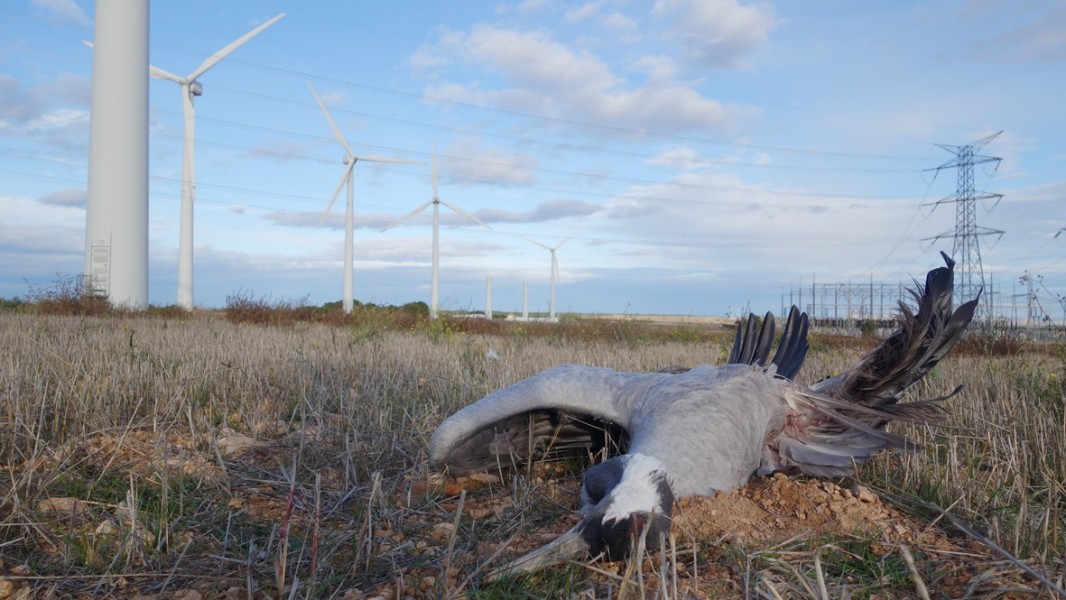 crane killed by turbine