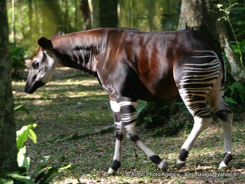 SMART more than tripled patrol coverage in Congo’s Okapi Faunal Reserve, home to okapis and other threatened animals, in 2014.