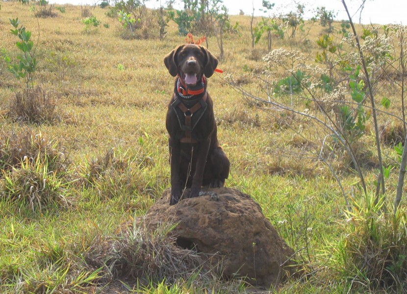 CJ sitting at maned wolf scat on termite mound