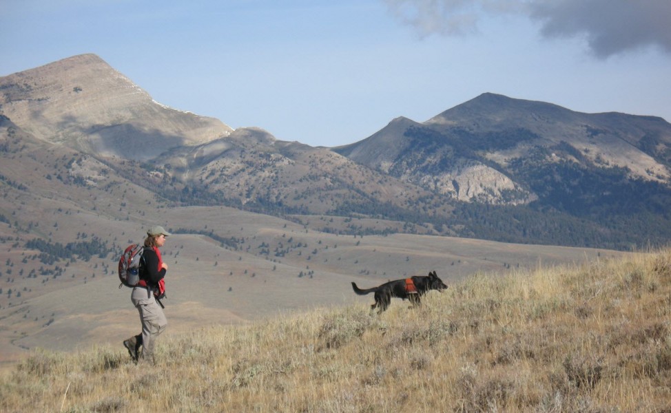 Carly & Camas look for black-footed ferret in Colorado