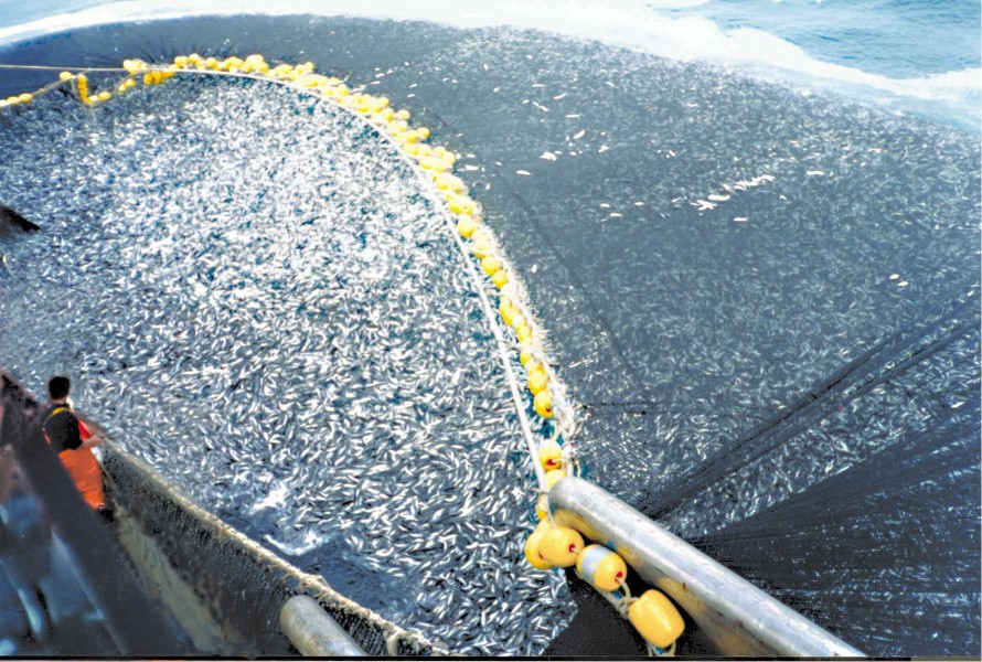 Large-scale fishing, much of it unlawful, has fully exploited 53% of world fisheries; 32% are overexploited, depleted, or recovering from depletion. Photo credit: C. Ortiz Rohas.