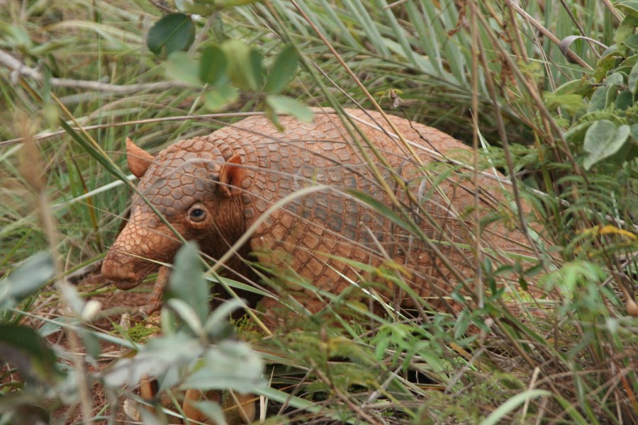 Giant armadillo in the grass