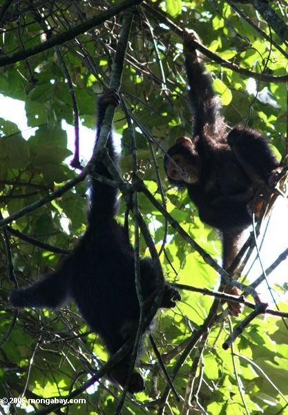 Juvenile chimps hanging out in the forest canopy