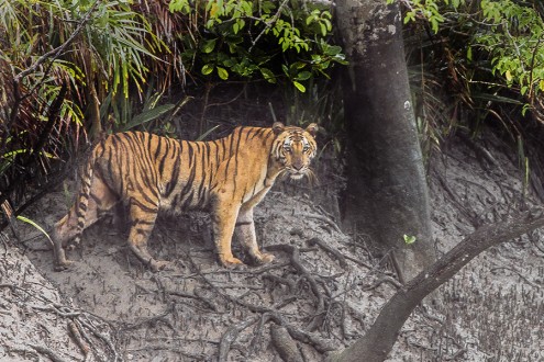 106 Bengal tigers were recorded in Bangladesh’s Sundarbans in 2015. SMART guides and improves foresters' anti-poaching efforts to protect this and other species. Photo credit: Dibyendu Ash.