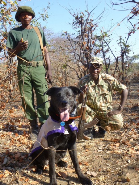 Wicket in Zambia with a wire snare he has found. 
