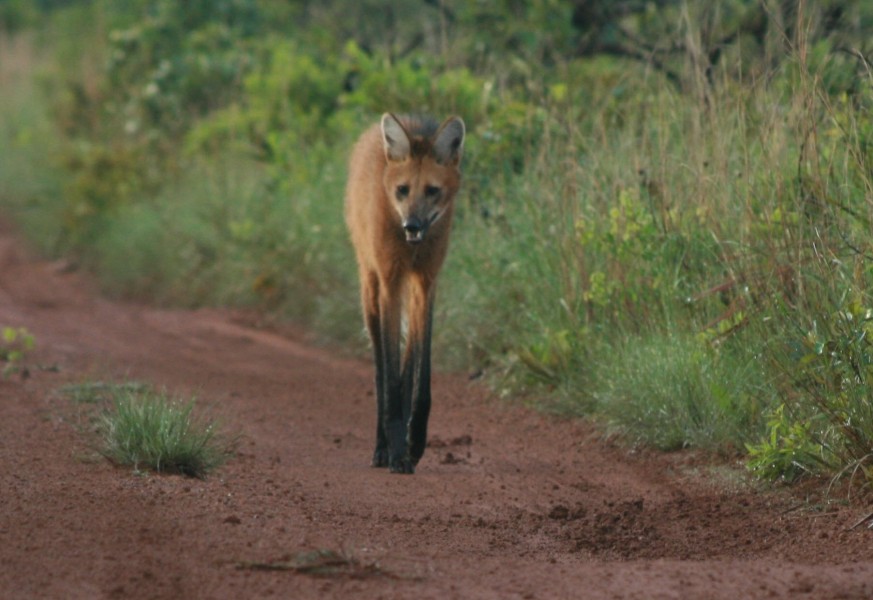 A long-legged maned wolf strides down a dirt road, Brazil. 
