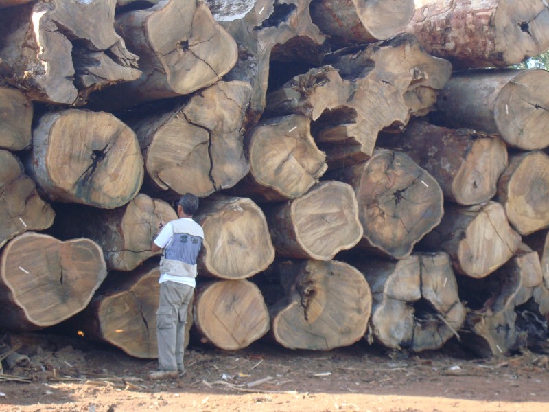 Wood anatomist José Arlete Camargos identifying cedar wood log in Acre, Brazil. Photo credit: Project NIRS ID.