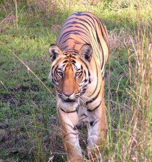 Tiger in India.