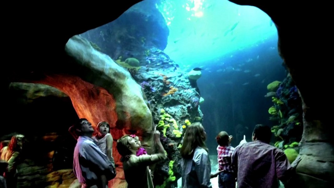 Visitors viewing an exhibit at Chattanooga's Tennessee Aquarium. Photo credit: .