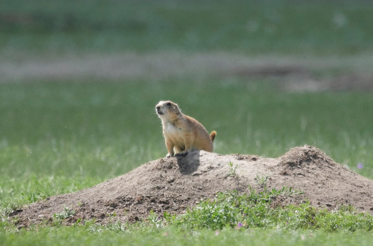 Black-tailed prairie dogs guard their burrows on the Fort Belknap Indian Reservation. @Conservation Media/WWF-US