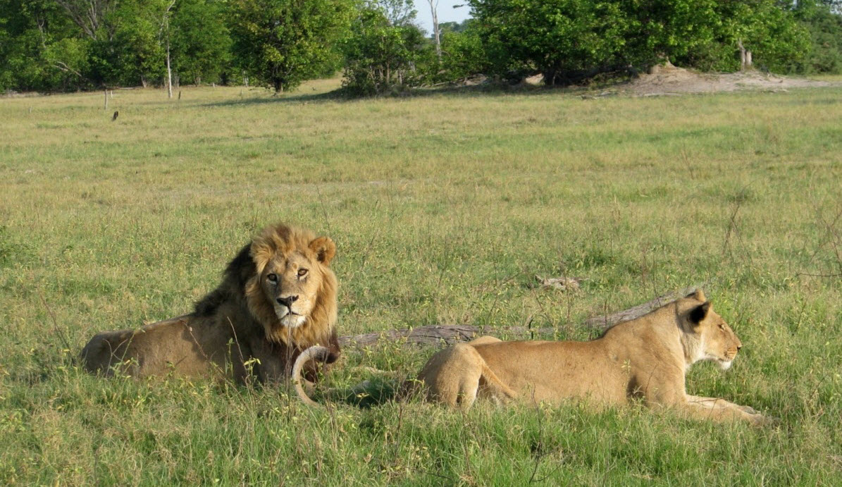 Lions far from conflict areas in Botswana