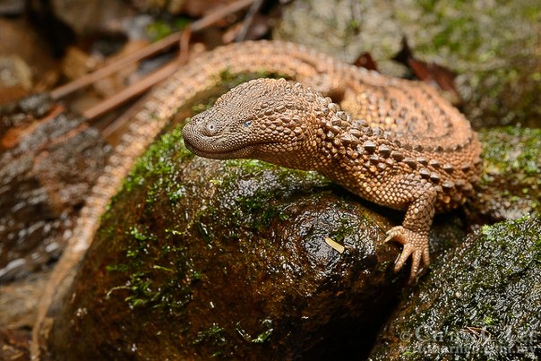 Native to northern Borneo, the earless monitor lizard is a semi-aquatic brown 8-inch-long lizard. And yes, it lacks external ears. Photo credit: Kulbelbolka.