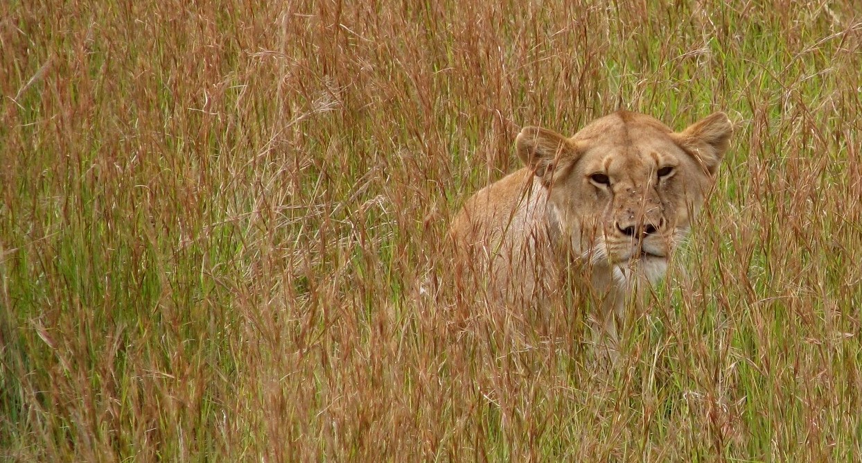 Lioness watches hidden in the grass. 