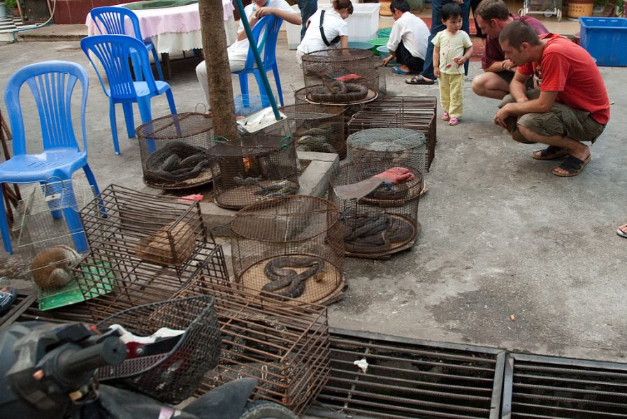 Open-air markets, such as this one in Mayanmar, sell slow lorises and other threatened wildlife. Photo credit: Dan Bennett.