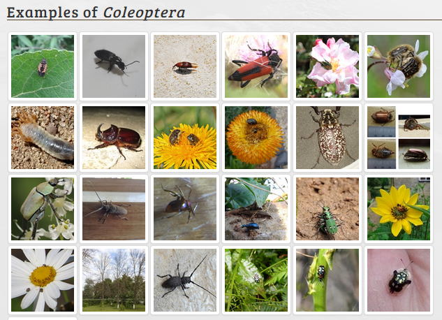 Coleoptera images