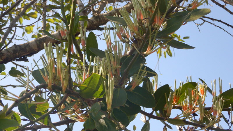 Likely a mistletoe species in a tree