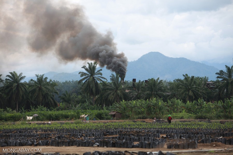 Oil palm nursery and processing facility in Sumatra, Indonesia. Photo by Rhett A. Butler. 