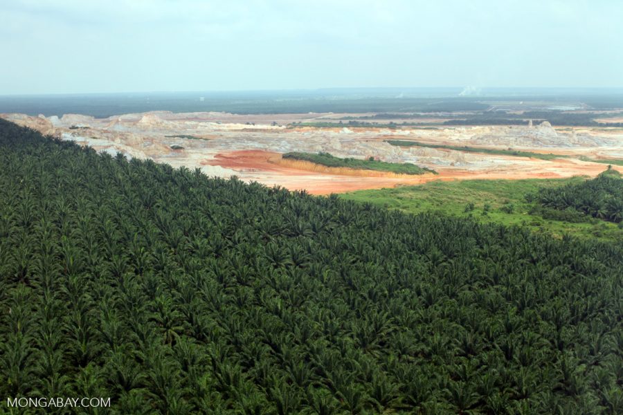 Oil-palm estate in Sabah, Malaysia. Photo by Rhett A. Butler.