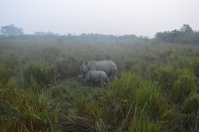 In Assam's Kaziranga National Park, apart from an extraordinarily dense Bengal tiger population, e-Eye also monitors two-thirds of the global great one-horned rhino population. Photo credit: FarHorizon India Tours.