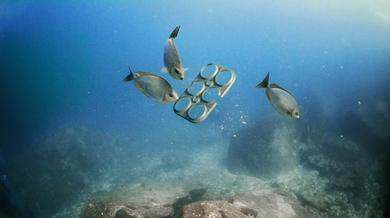 These six-pack rings feed fish, turtles and seabirds instead of entangling, choking, poisoning or killing them as plastic ones do, and could thereby save hundreds of thousands of marine lives. Photo credit: We Believers and Saltwater Brewery.