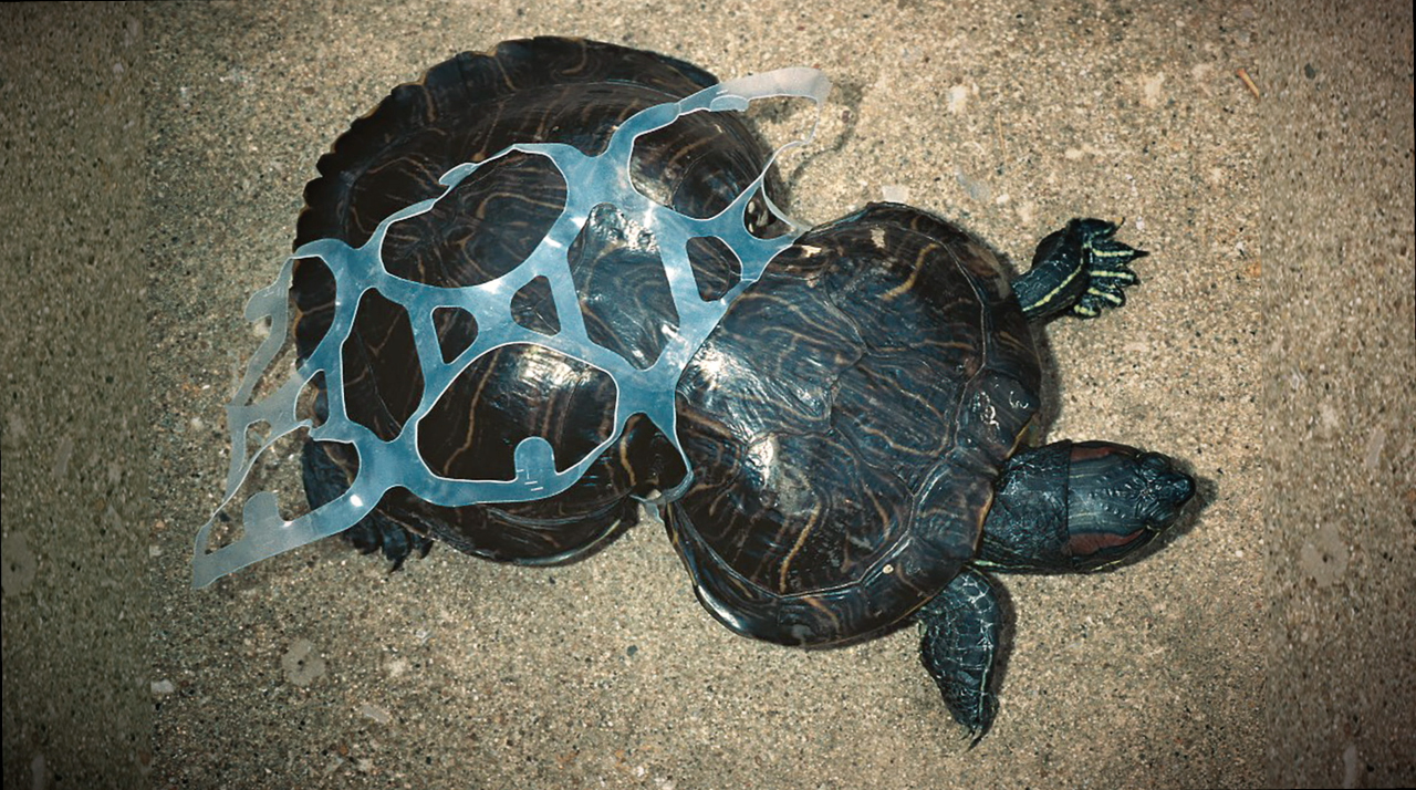 A turtle trapped in and deformed by a set of plastic six-pack rings. Photo credit: We Believers and Saltwater Brewery.