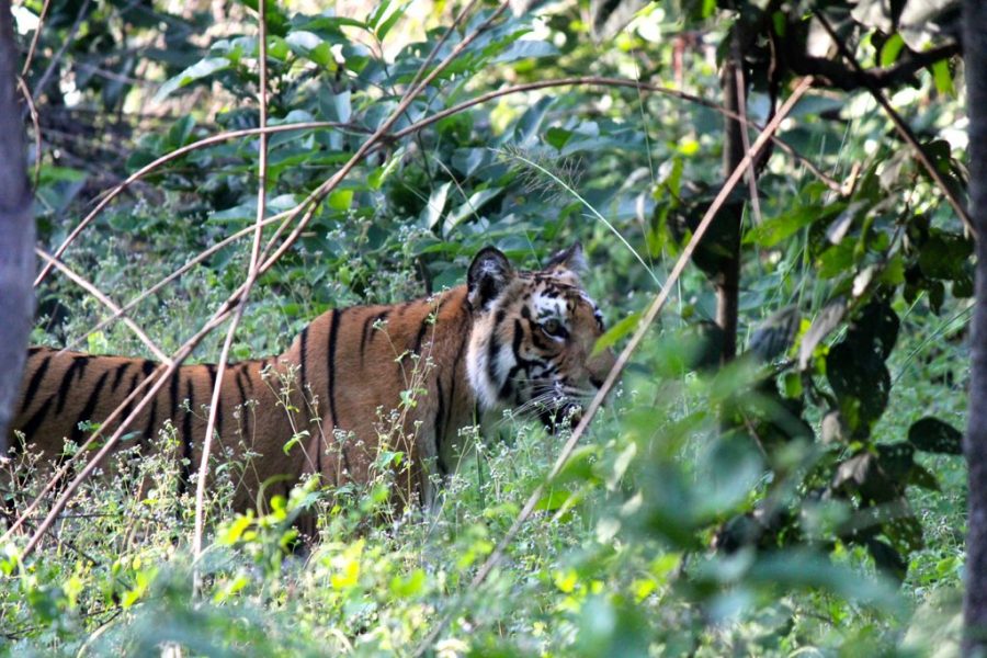 A Bengal tiger prowling through vegetation in Jim Corbett National Park, where e-Eye was piloted and decreased illegal human activity. Photo credit: Ross Huggett.
