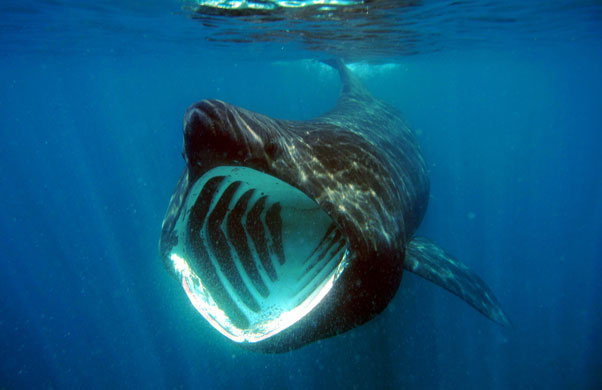 Basking shark exhibiting its impressive feeding behavior, which includes swimming open-mouthed with dark, bristle-like gill rakers upright and rigid to trap plankton in the water column. Photo credit: Flickr user: jidanchaomian