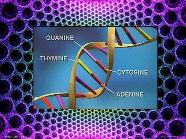 DNA-Gene with 4 bases_WikiSummarizer dot blogspot dot com