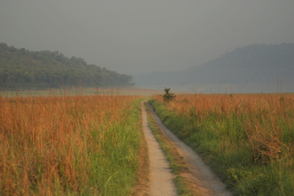 According to experts, e-Eye will be most useful and cost-effective in open grasslands, such as this landscape in Corbett cut by a trail into the reserve. Photo credit: Ekabishek.