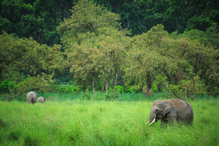 Indian elephants grazing in Corbett. e-Eye's creators plan on applying it to decrease elephant-human conflict in places such as Chhattisgarh. Photo credit: Stalin S M.