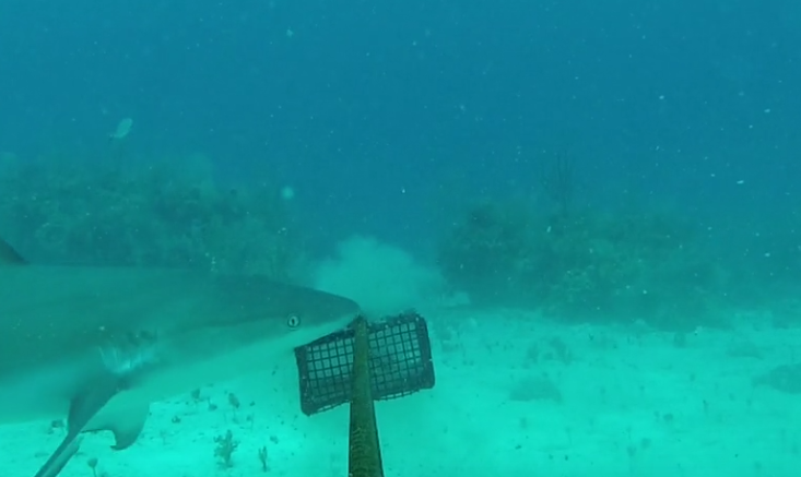 A shark examines a BRUV. Photo credit: FinPrint.