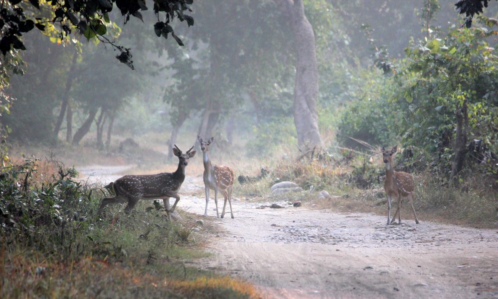 Spotted deer sounding an alarm call indicating the presence of a big cat before scampering away to the other side of the forest in Corbett. Photo credit: Bendale Kaustubh.