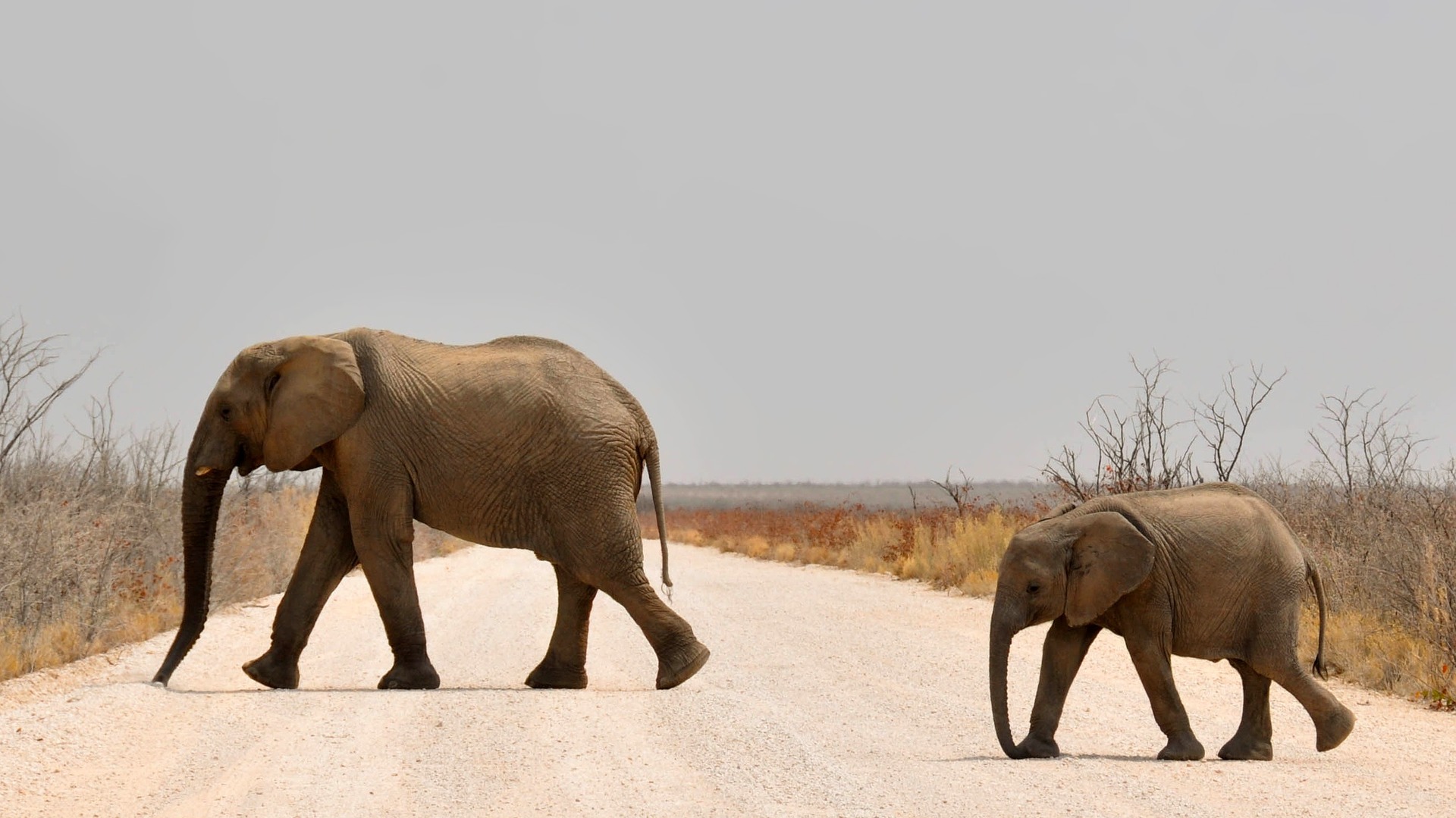 An elephant and her calf cross a roadway in Olarro Conservancy, Maasai Mara, Kenya. Photo credit: flickr/Ninara.