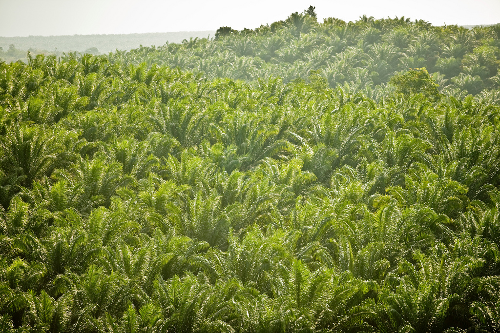 Mature palm oil plantation at Cargill's PT Harapan Sawit Lestari, Borneo, Indonesia. Photo credit: David Gilbert/RAN.