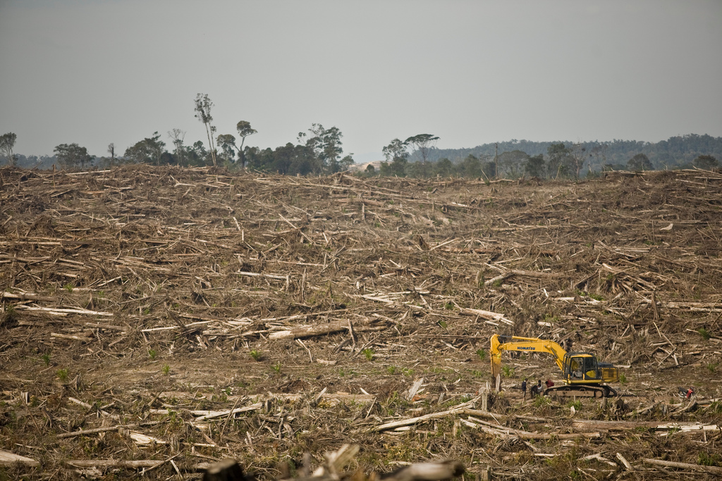 Rainforest destruction for palm oil severely threatens Borneo’s forest people, biodiversity and the climate. West Kalimantan. Photo: David Gilbert/RAN