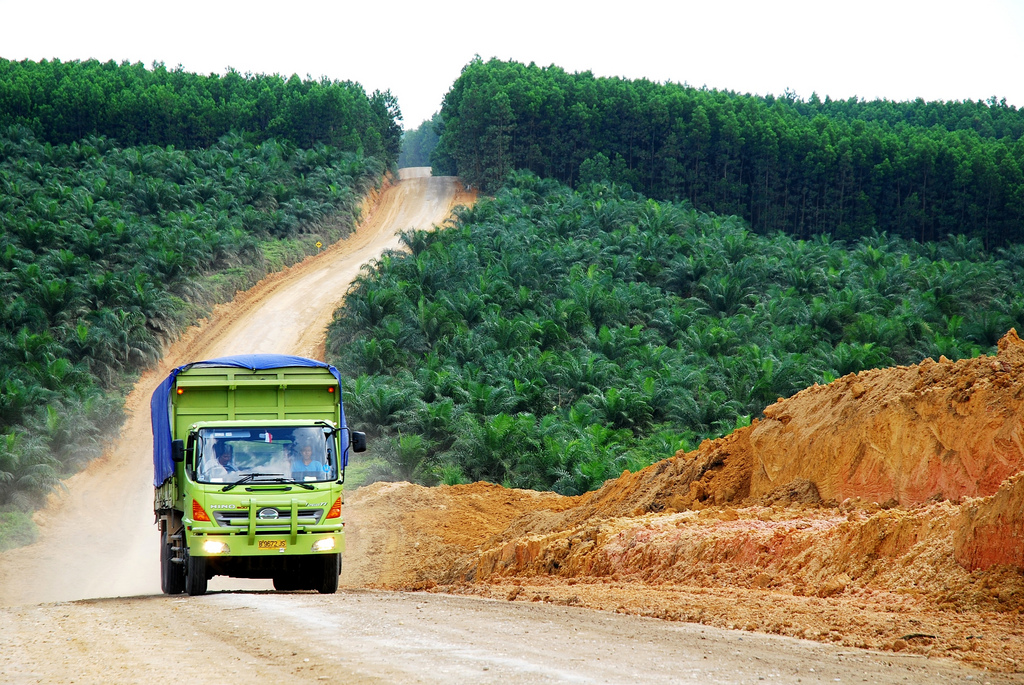 Oil palm plantation in Indonesia. Photo credit: Ryan Woo/CIFOR.