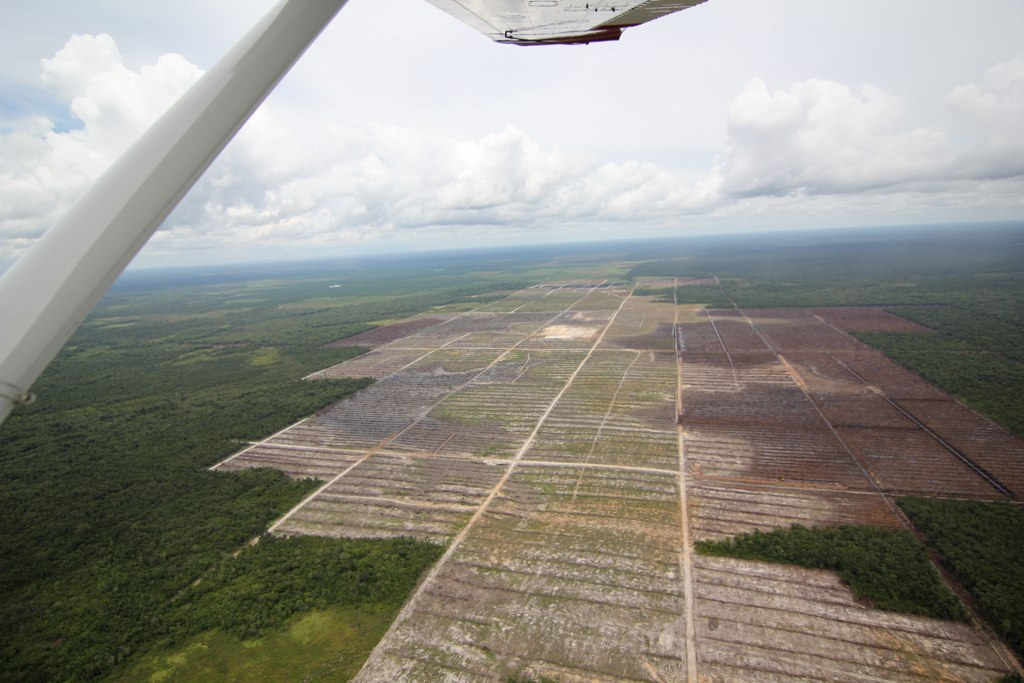 Peatland deforestation to make way for a palm oil plantation in Central Kalimantan, Borneo, Indonesia. Photo credit: Glenn Hurowtiz.