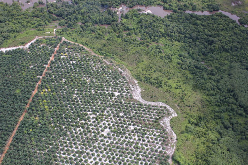 Palm oil plantation encroaching upon forest in Kalimantan on the Indonesian island of Borneo. Photo credit: Glenn Hurowitz